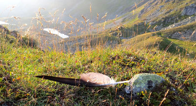 Adlerfeder im Gras der Berge